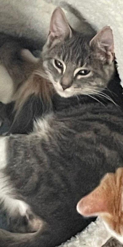 Enlarge Darby, a Adoptable Domestic Short Hair in Forest Lake, MN image 1/3