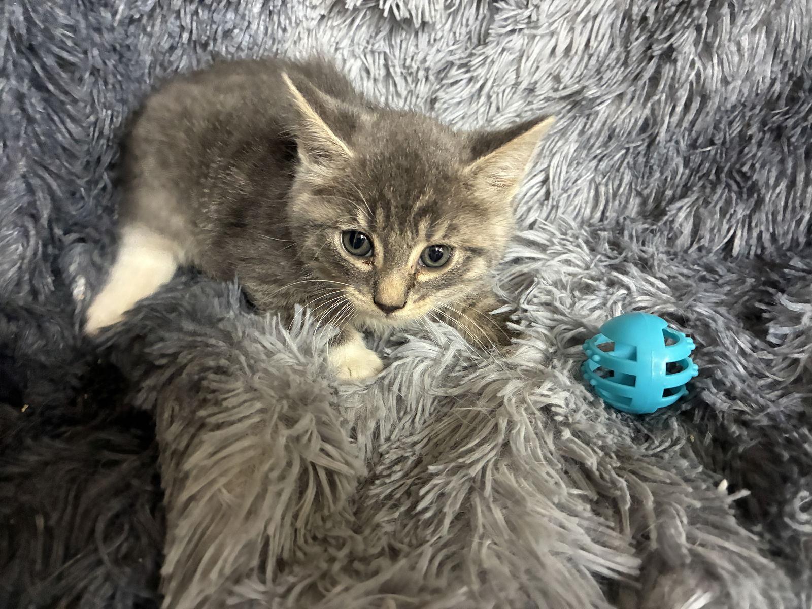 Enlarge Darby, a Adoptable Domestic Short Hair in Forest Lake, MN image 2/3