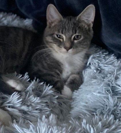 Enlarge Darby, a Adoptable Domestic Short Hair in Forest Lake, MN image 3/3