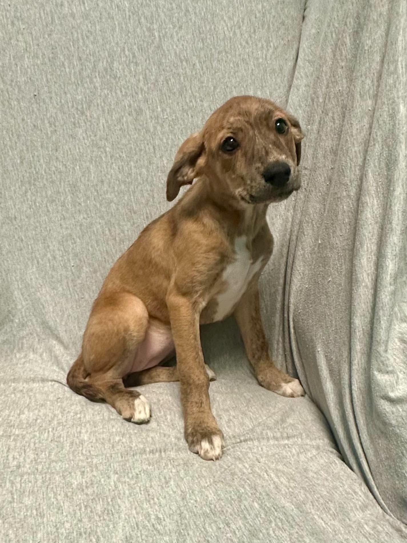 Enlarge Audrey, a Adopted mixed breed in Walker, LA image 1/4
