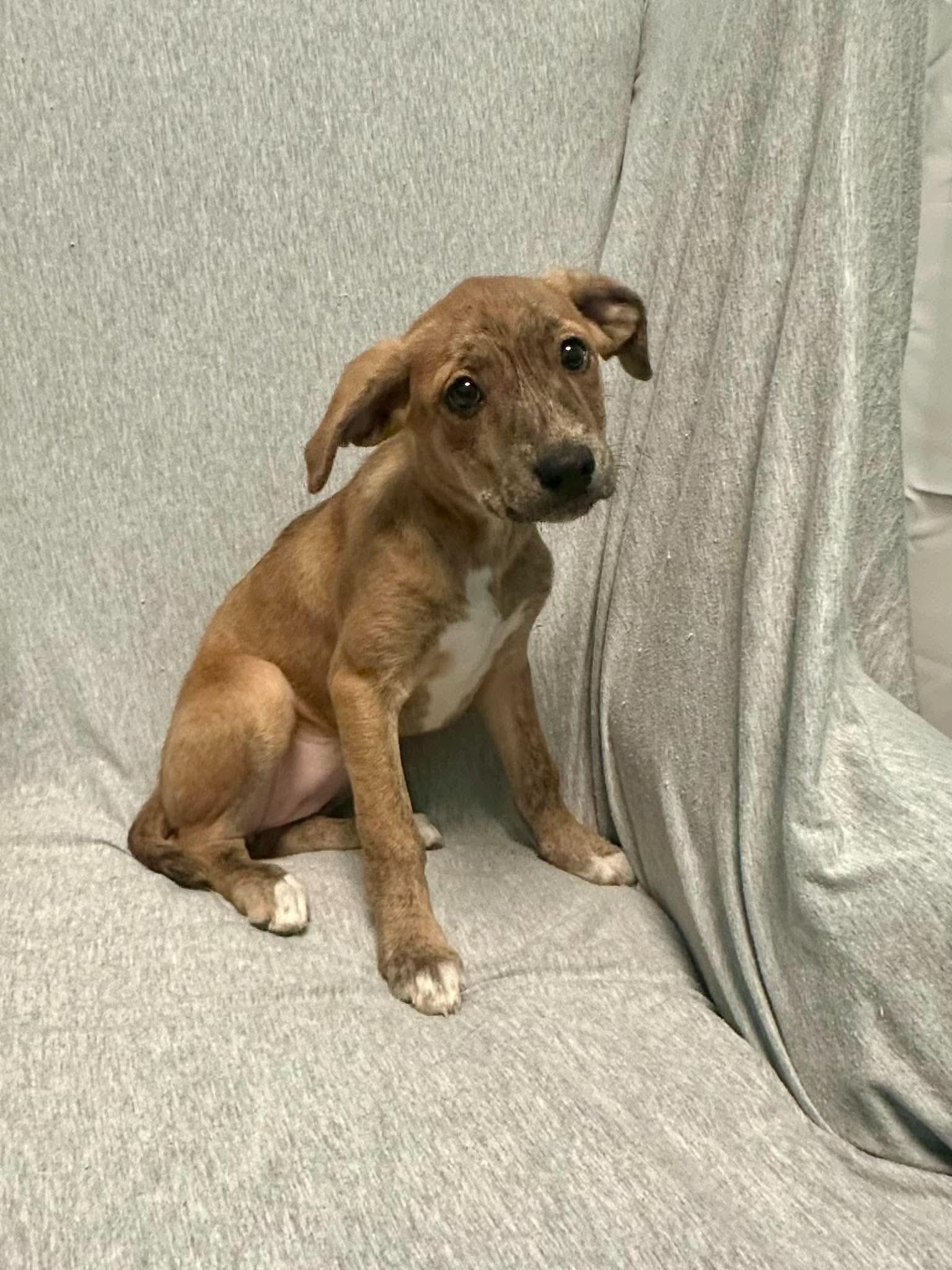 Enlarge Audrey, a Adopted mixed breed in Walker, LA image 3/4