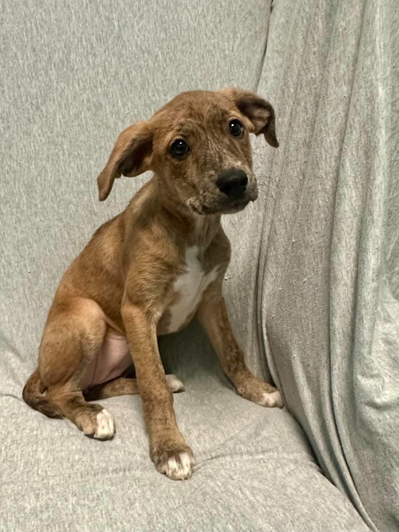 Enlarge Audrey, a Adopted mixed breed in Walker, LA image 2/4