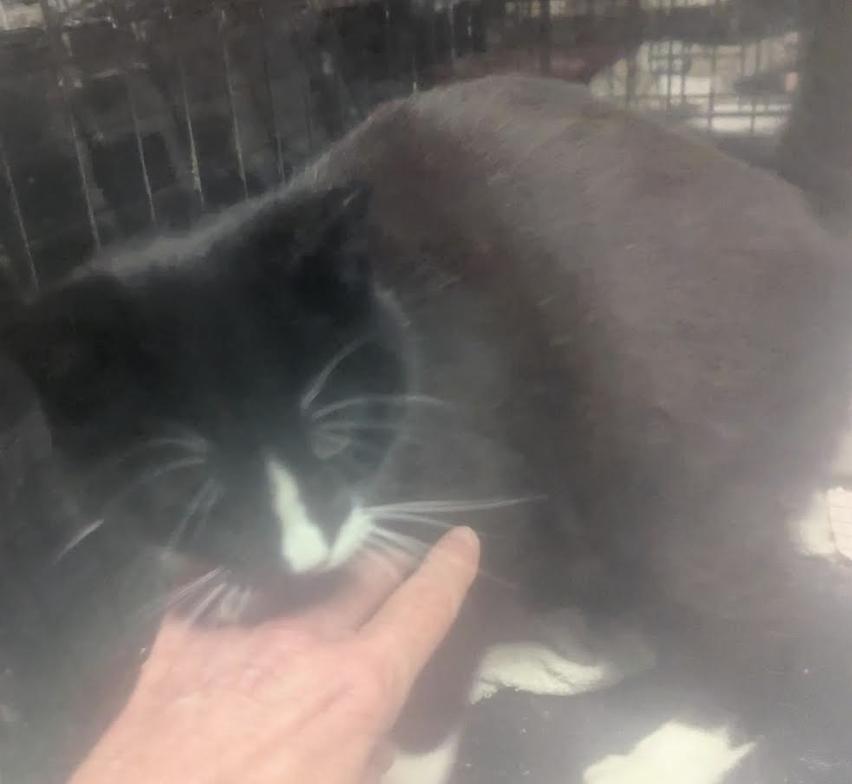 Miles, ADOPTABLE, Young Male Domestic Short Hair.