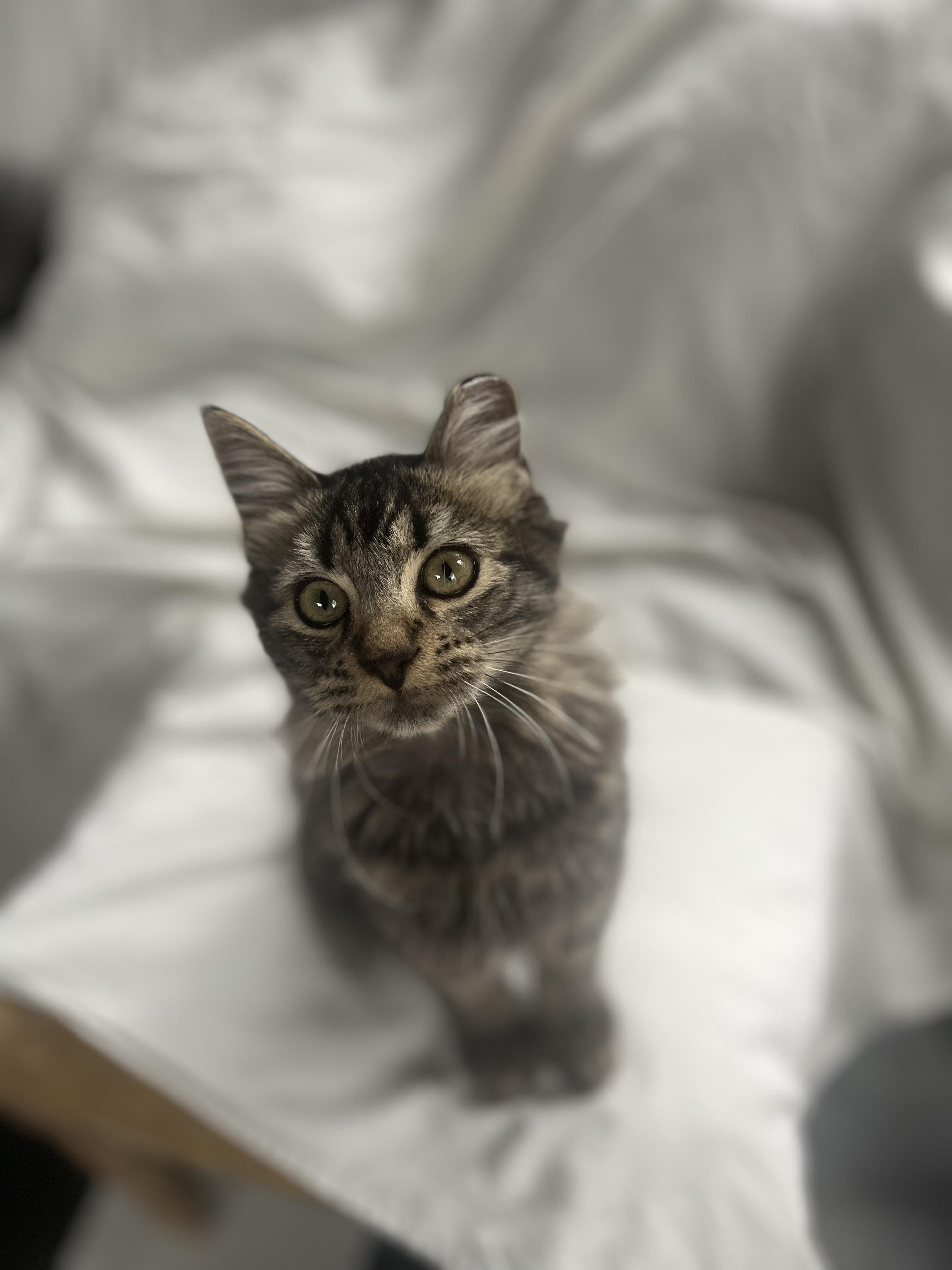 Sampson, ADOPTABLE, Young Male Domestic Medium Hair & Tabby.