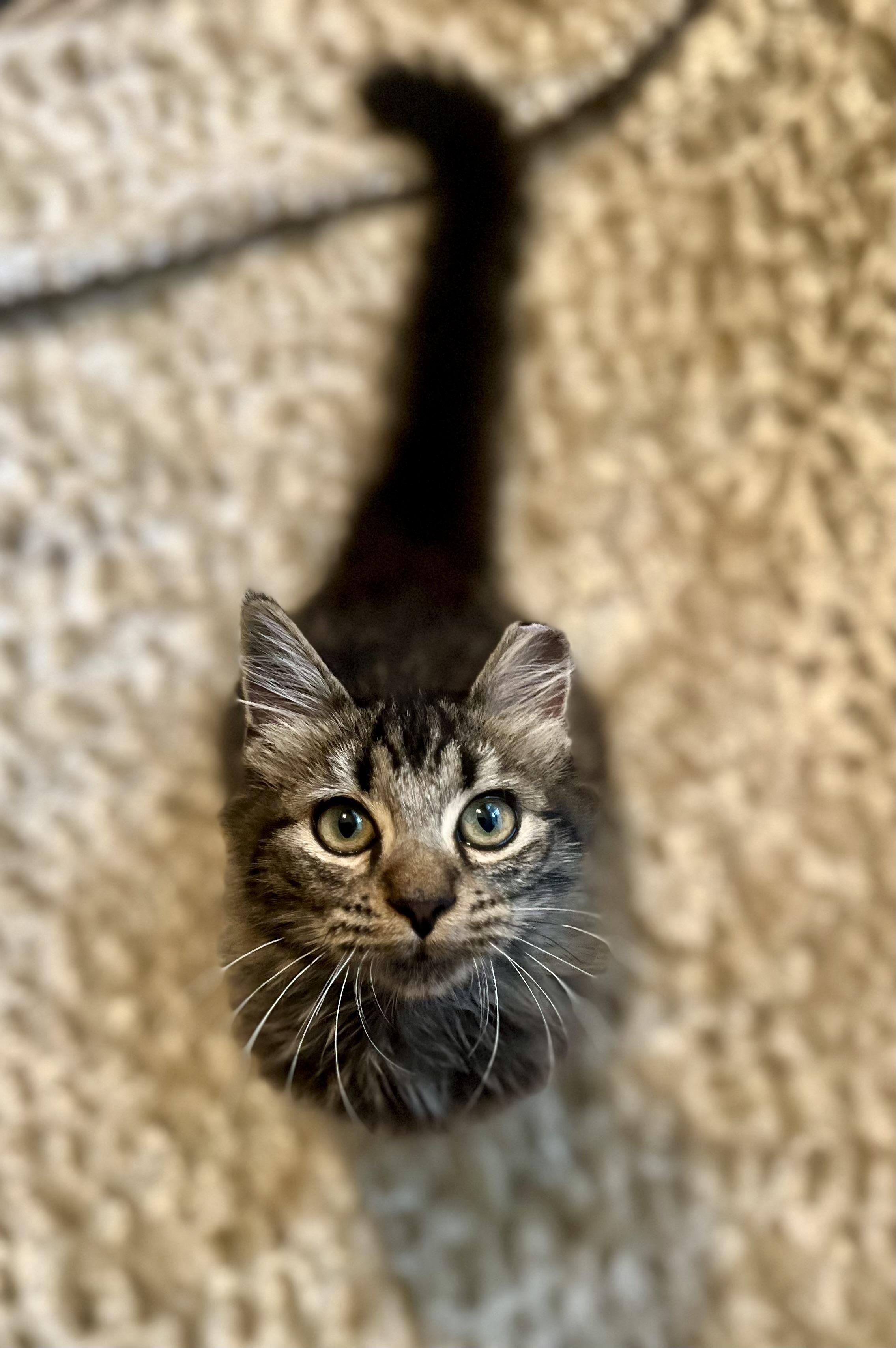 Enlarge Sampson, a ADOPTABLE mixed breed in Hagerstown, MD image 3/5