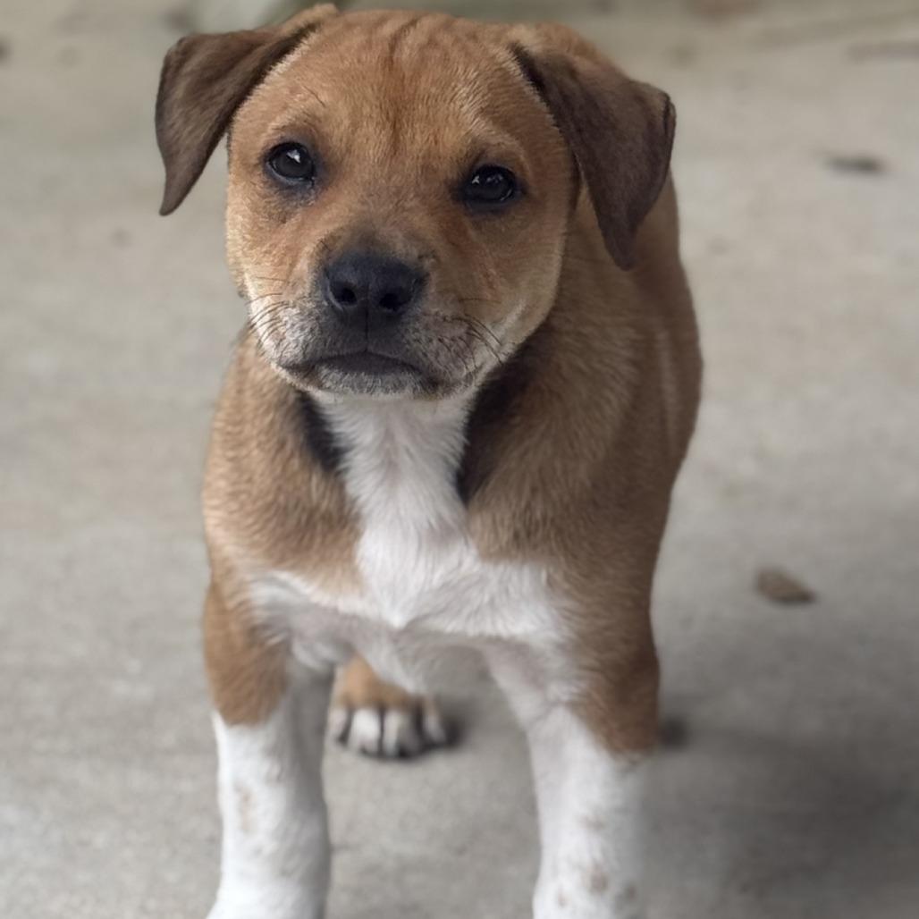 Annie Ruth, Adoptable, Puppy Female Black Mouth Cur & Mixed Breed.