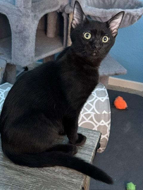 Midnight (bonded with Fluffy and Cinder), Adoptable, Kitten Male Domestic Short Hair.