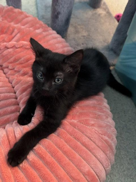 Midnight (bonded with Fluffy), Adoptable, Kitten Male Domestic Short Hair.