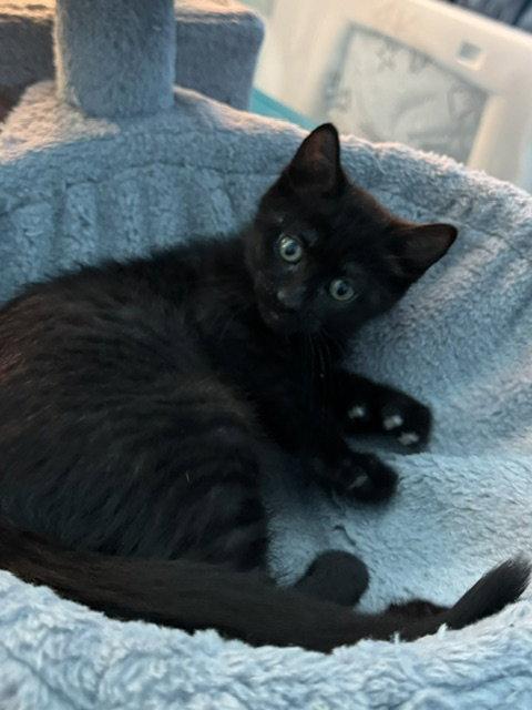 Enlarge Midnight (bonded with Fluffy), a Adoptable Domestic Short Hair in Antioch, CA image 2/3