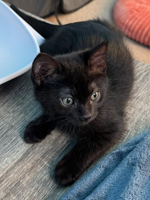 Enlarge Midnight (bonded with Fluffy), a Adoptable Domestic Short Hair in Antioch, CA image 3/3