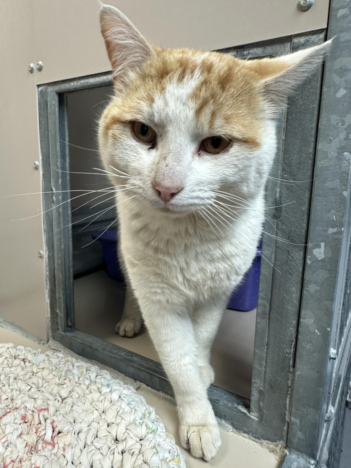 Enlarge 60575467, a ADOPTABLE Domestic Short Hair in Elko, NV image 1/1