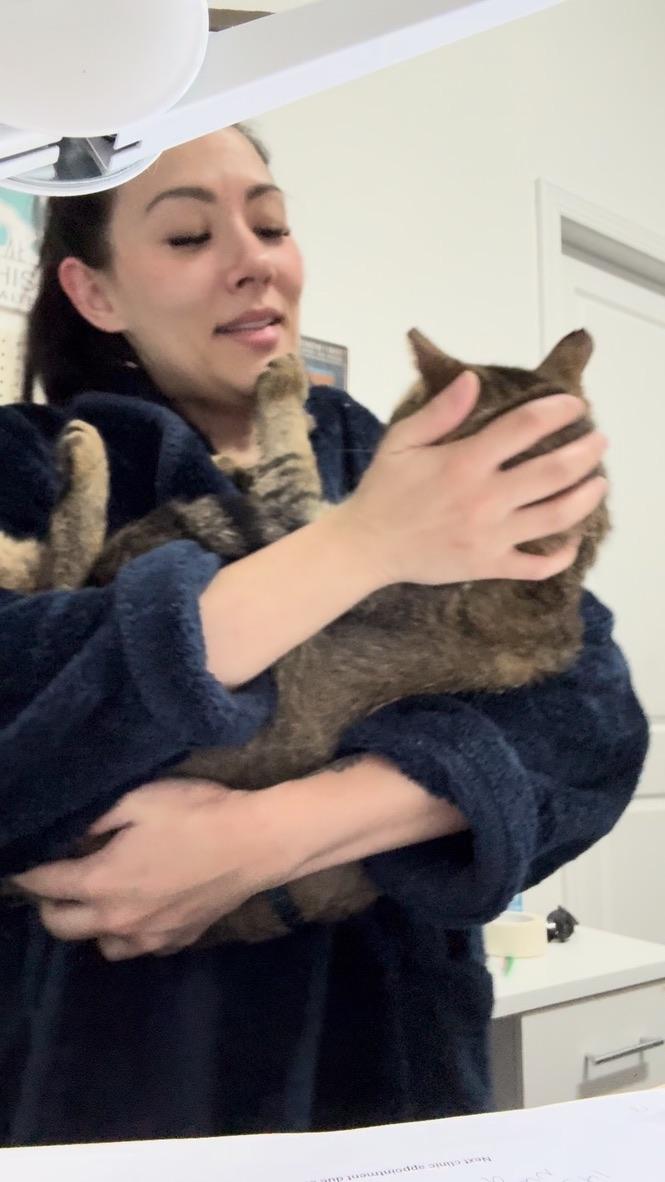 Enlarge Samuel, a ADOPTABLE Domestic Short Hair in Parkland, FL image 6/6