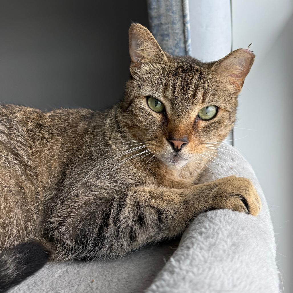 Enlarge Samuel, a ADOPTABLE Domestic Short Hair in Parkland, FL image 1/6