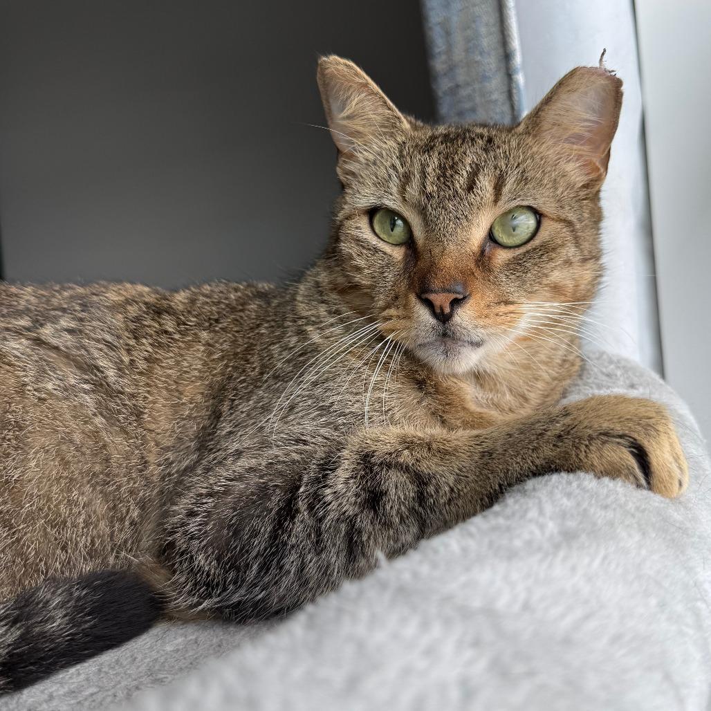 Enlarge Samuel, a ADOPTABLE Domestic Short Hair in Parkland, FL image 2/6