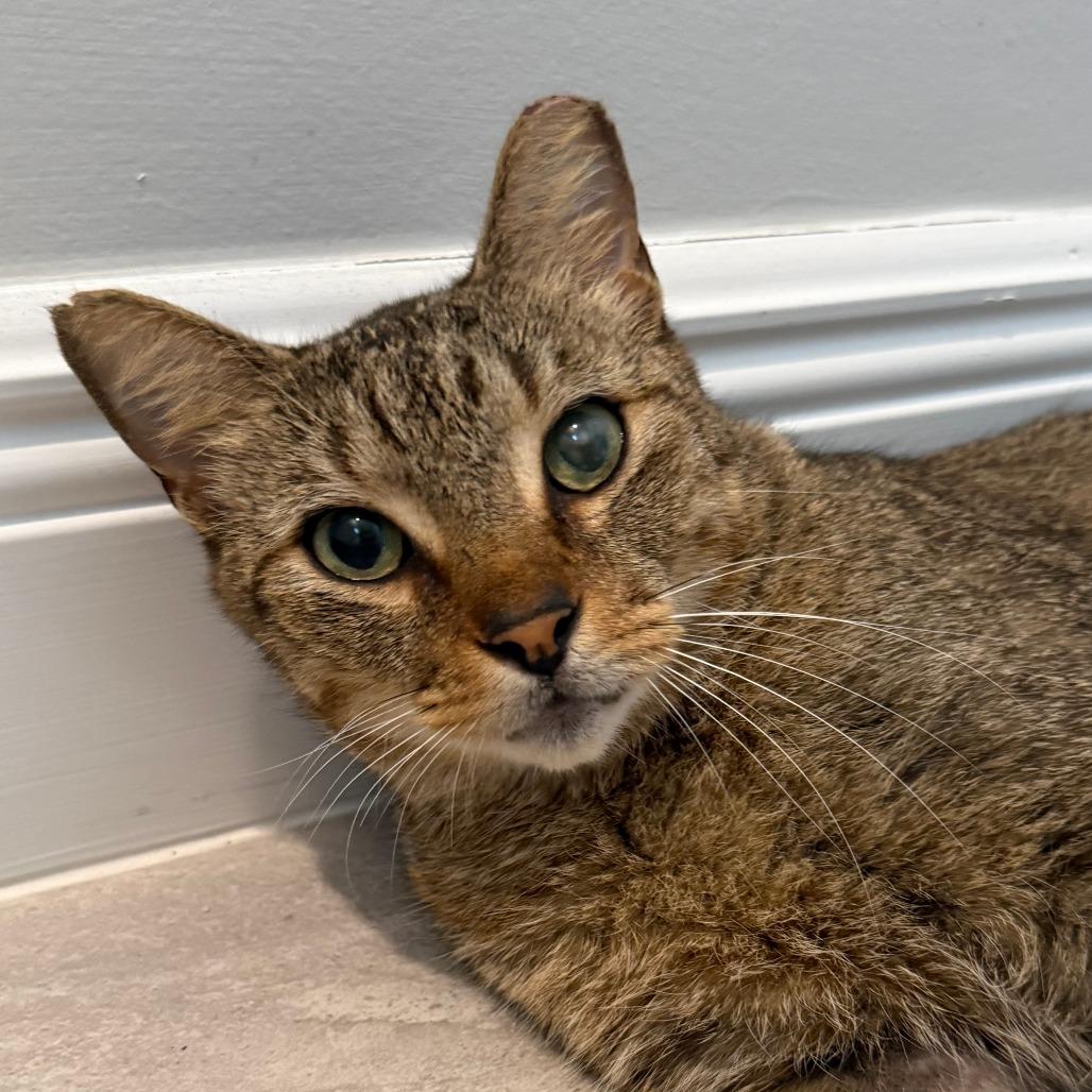 Enlarge Samuel, a ADOPTABLE Domestic Short Hair in Parkland, FL image 3/6