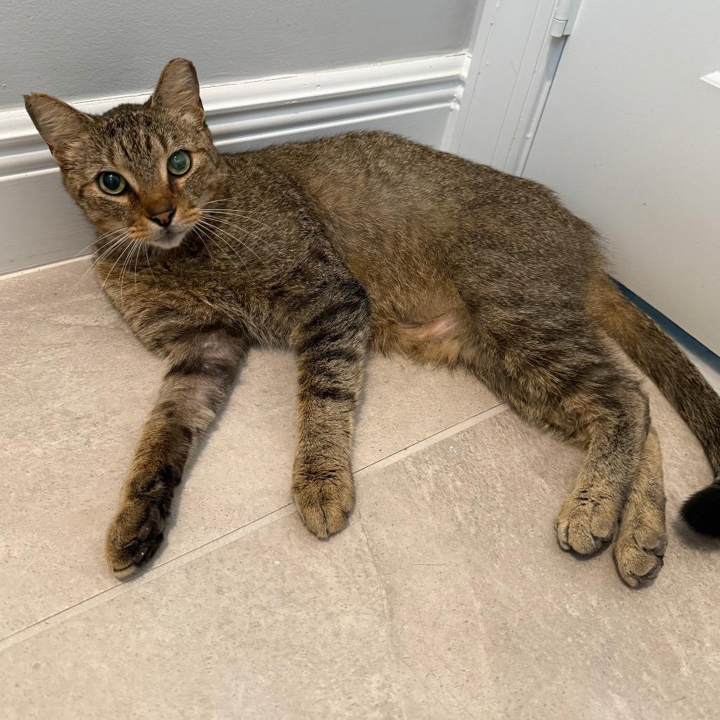 Enlarge Samuel, a ADOPTABLE Domestic Short Hair in Parkland, FL image 4/6