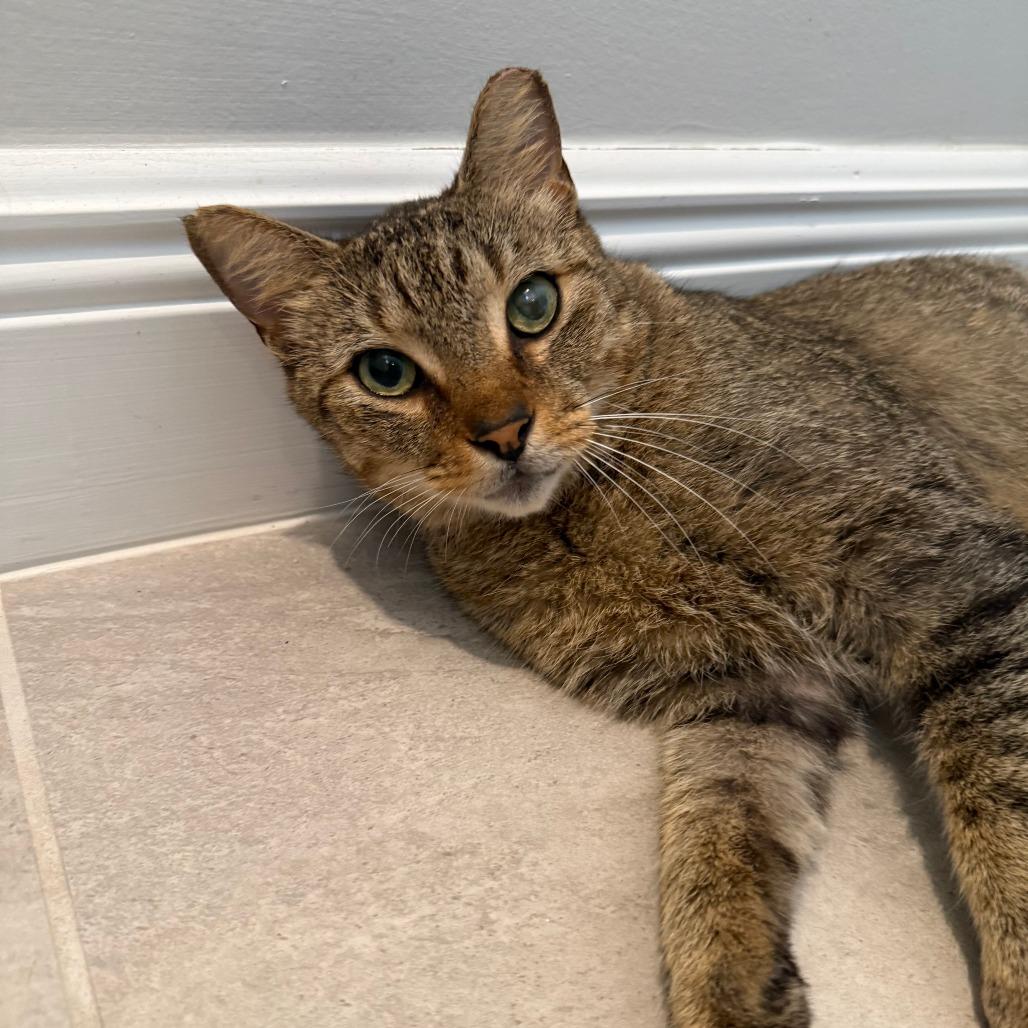 Enlarge Samuel, a ADOPTABLE Domestic Short Hair in Parkland, FL image 5/6