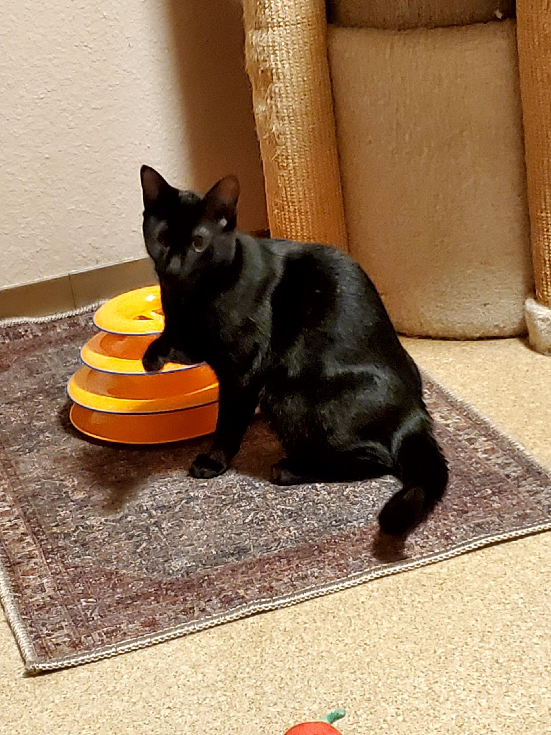 Maura & Salem, a Adoptable Domestic Short Hair in Kirkland, WA image 2/5