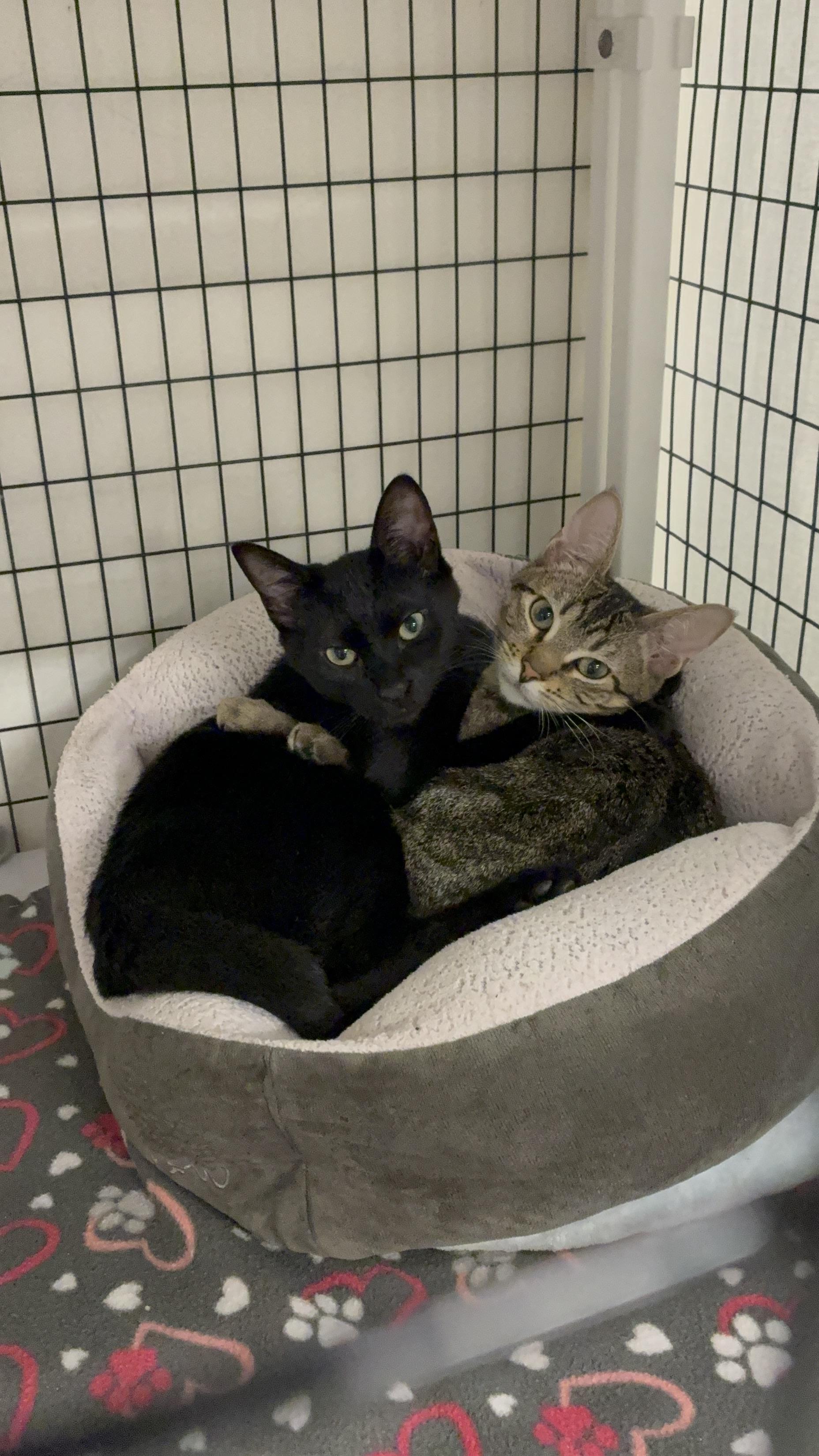 Maura & Salem, a Adoptable Domestic Short Hair in Kirkland, WA image 3/5