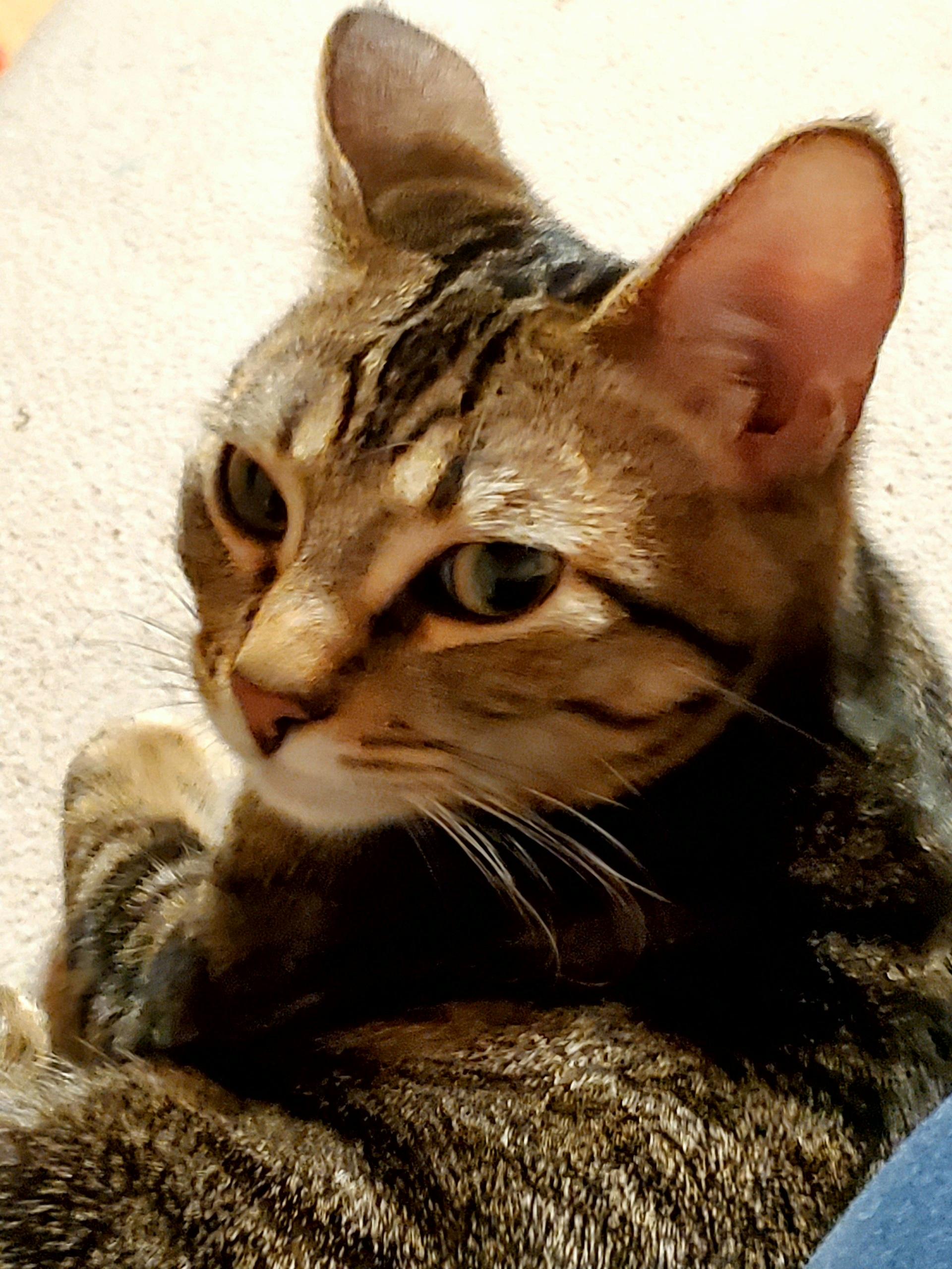 Maura & Salem, a Adoptable Domestic Short Hair in Kirkland, WA image 4/5