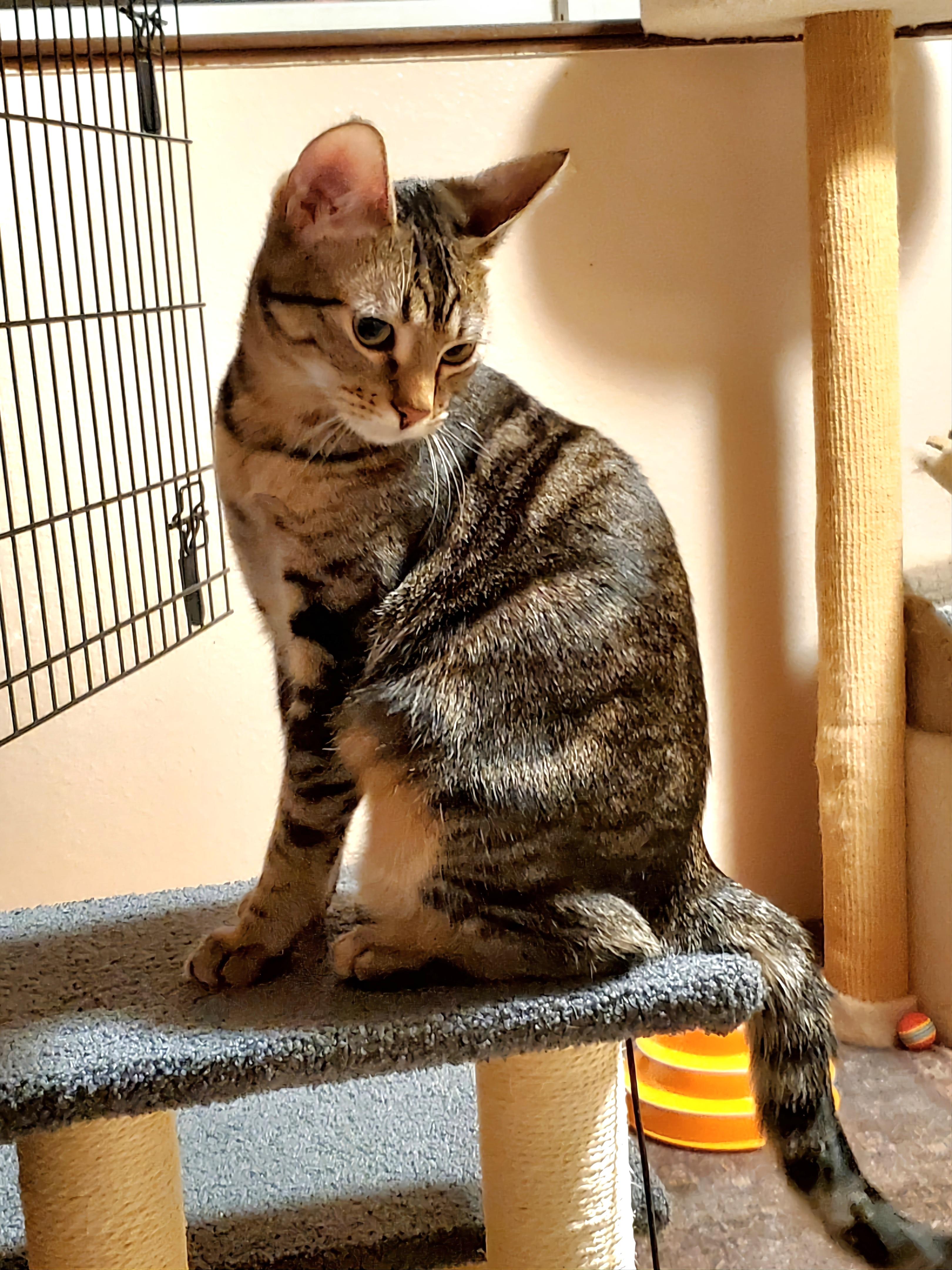 Maura & Salem, Adoptable, Young Female Domestic Short Hair.