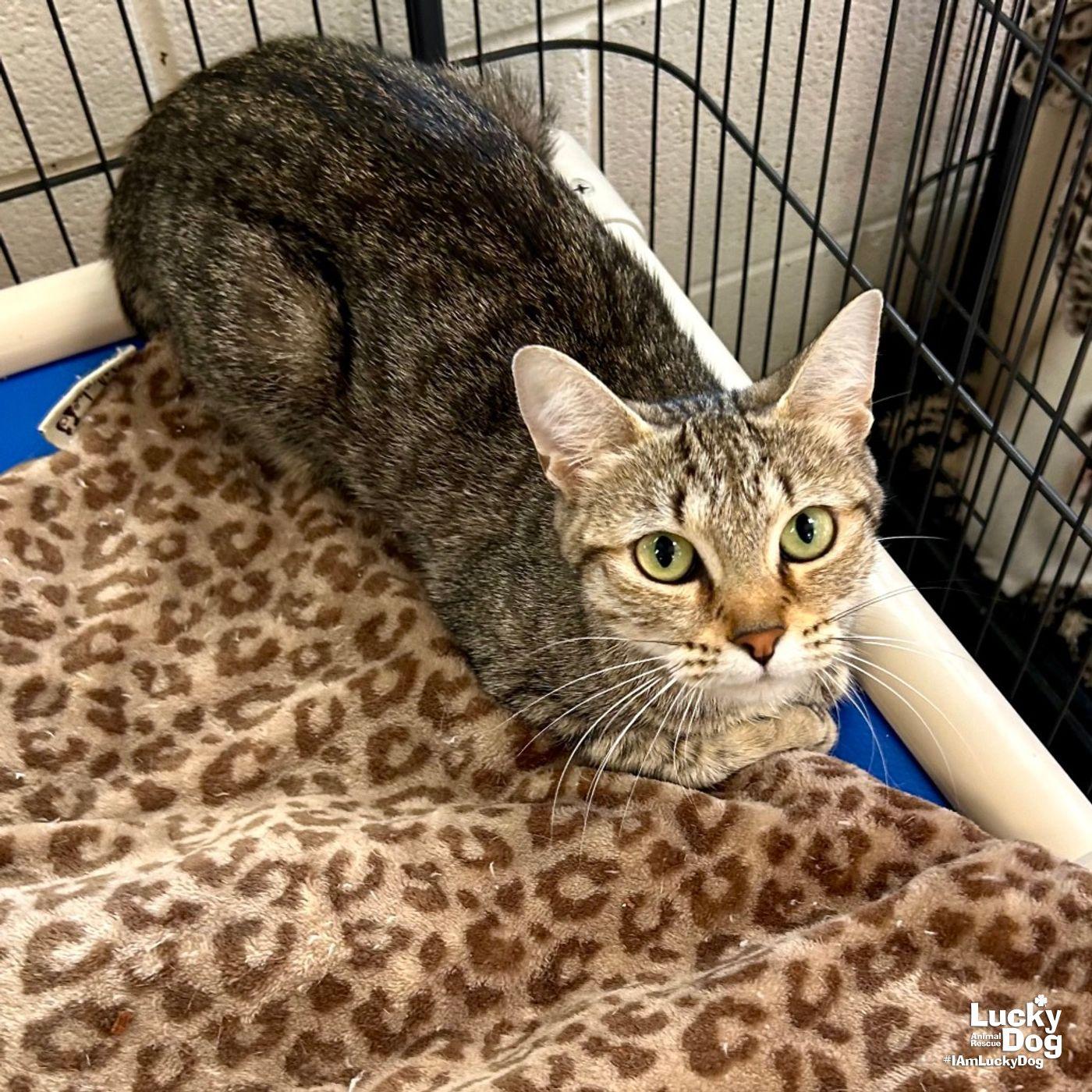 Enlarge Daria, a Adoptable Domestic Short Hair in Washington, DC image 1/3