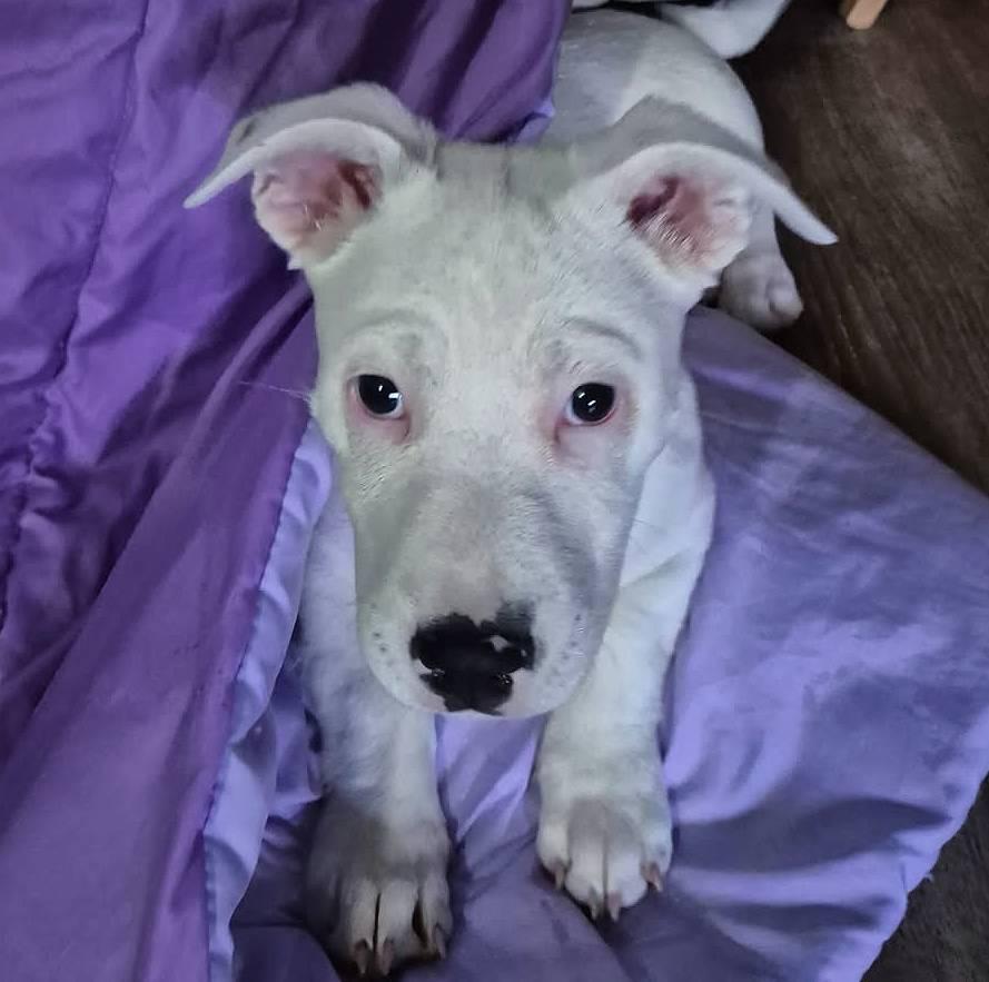 Leche, ADOPTABLE, Puppy Male Bull Terrier & Pit Bull Terrier.
