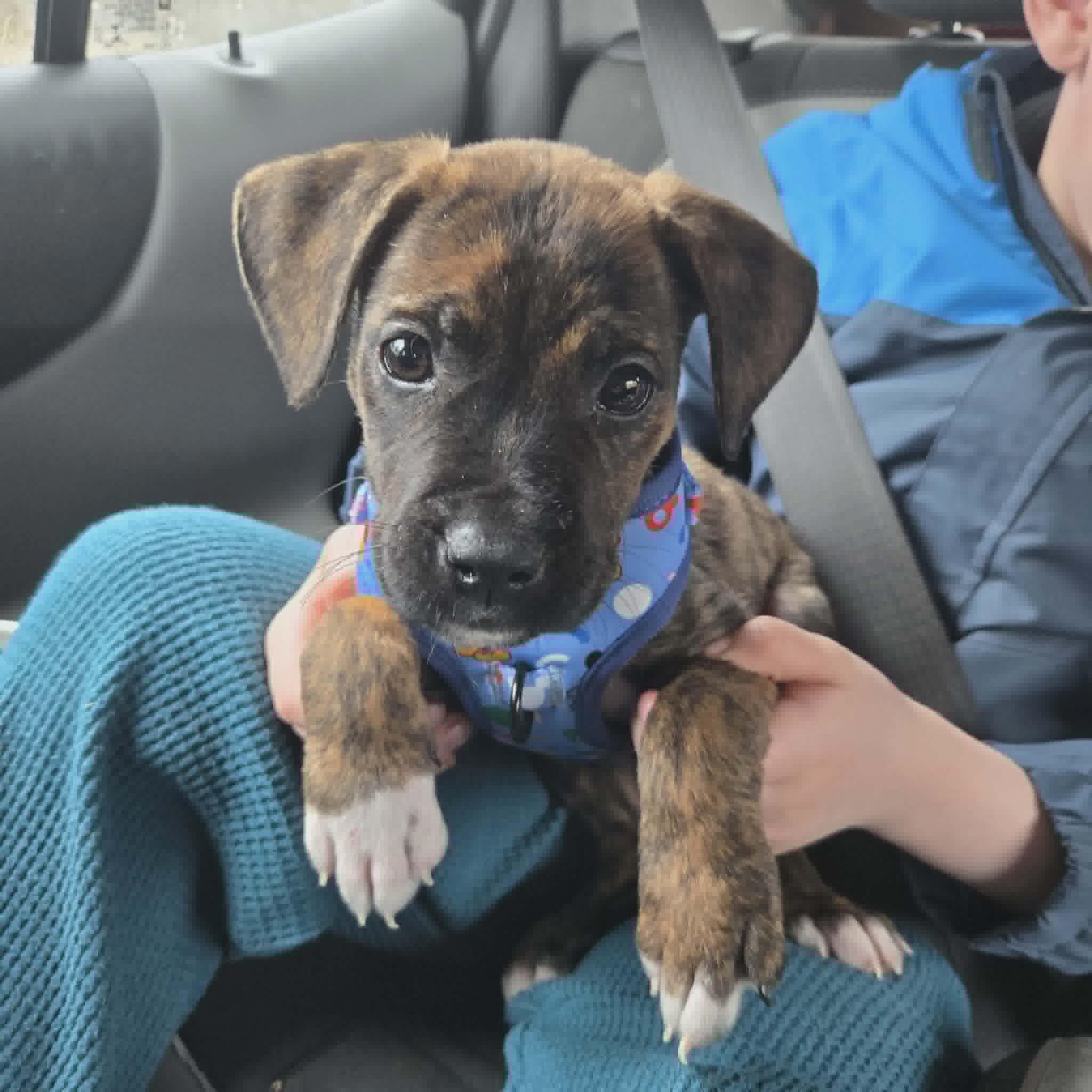 Enlarge Titus , an adopted mixed breed in Woodstock, ON image 1/2