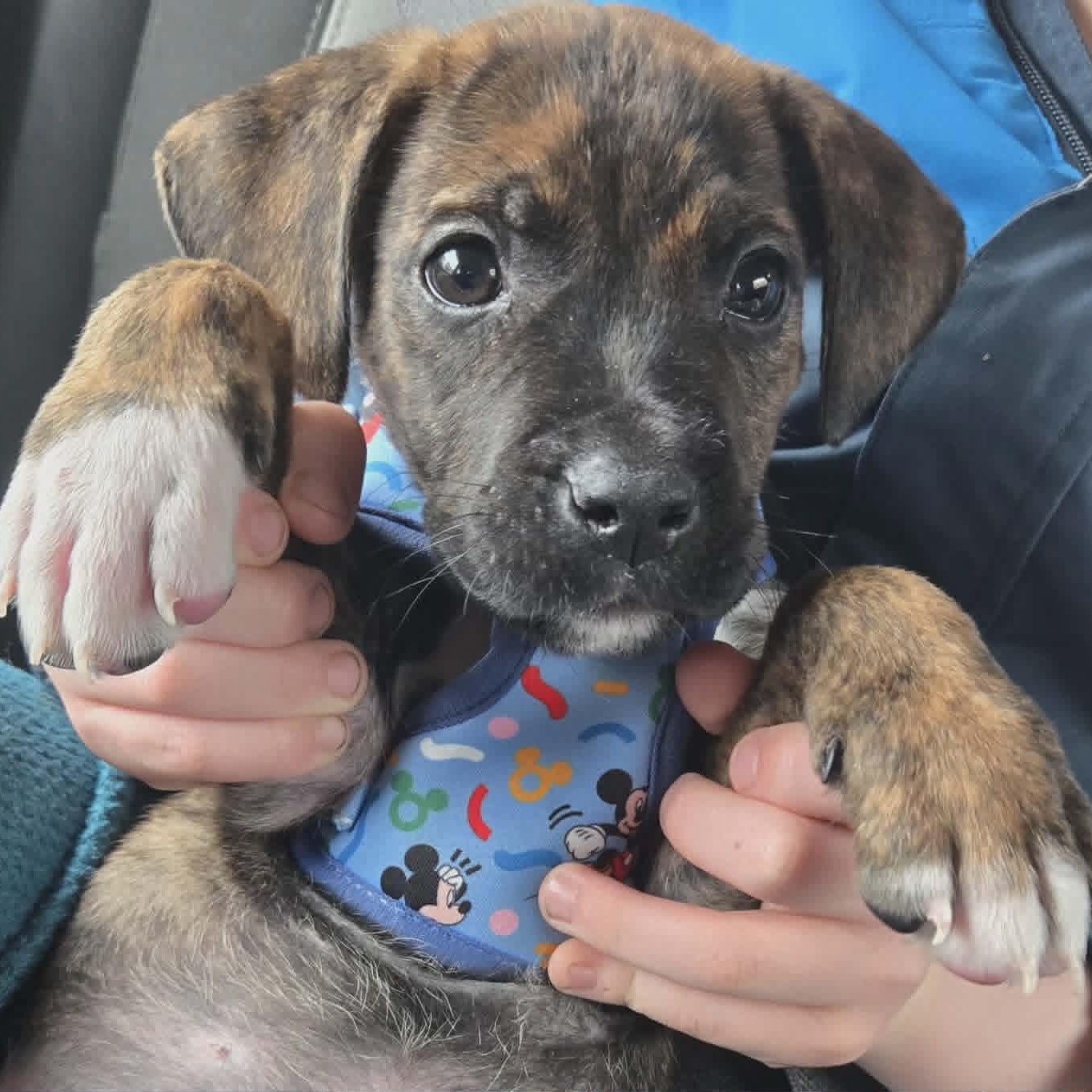Enlarge Titus , an adopted mixed breed in Woodstock, ON image 2/2