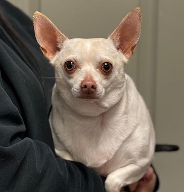Enlarge Louise, a Adoptable mixed breed in Littleton, CO image 1/2