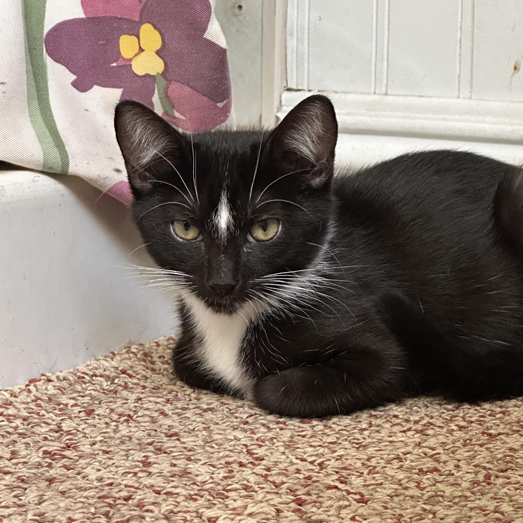 River, Adoptable, Kitten Male Domestic Short Hair.