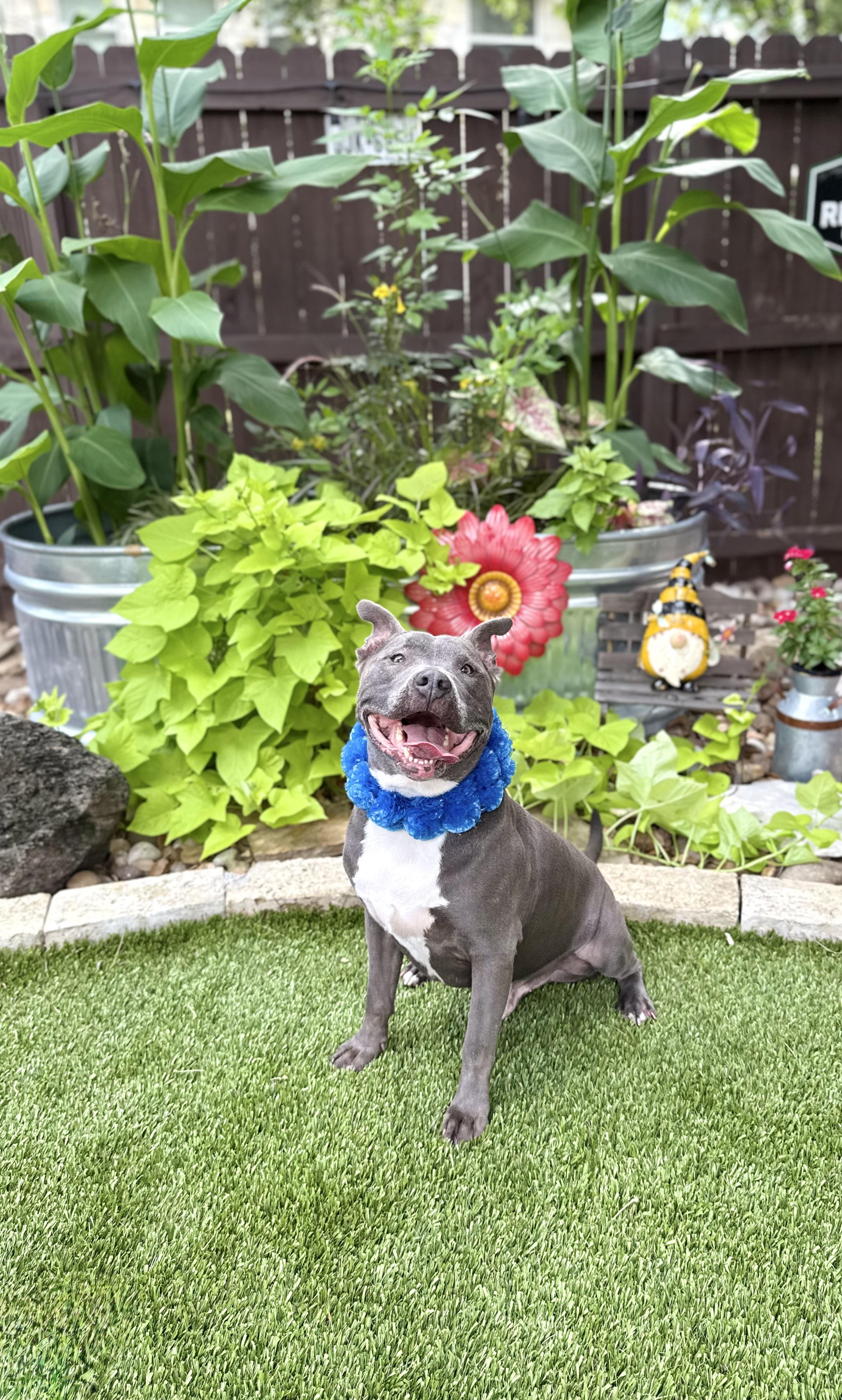 Enlarge Diesel, a Adoptable American Staffordshire Terrier in Mico, TX image 4/5