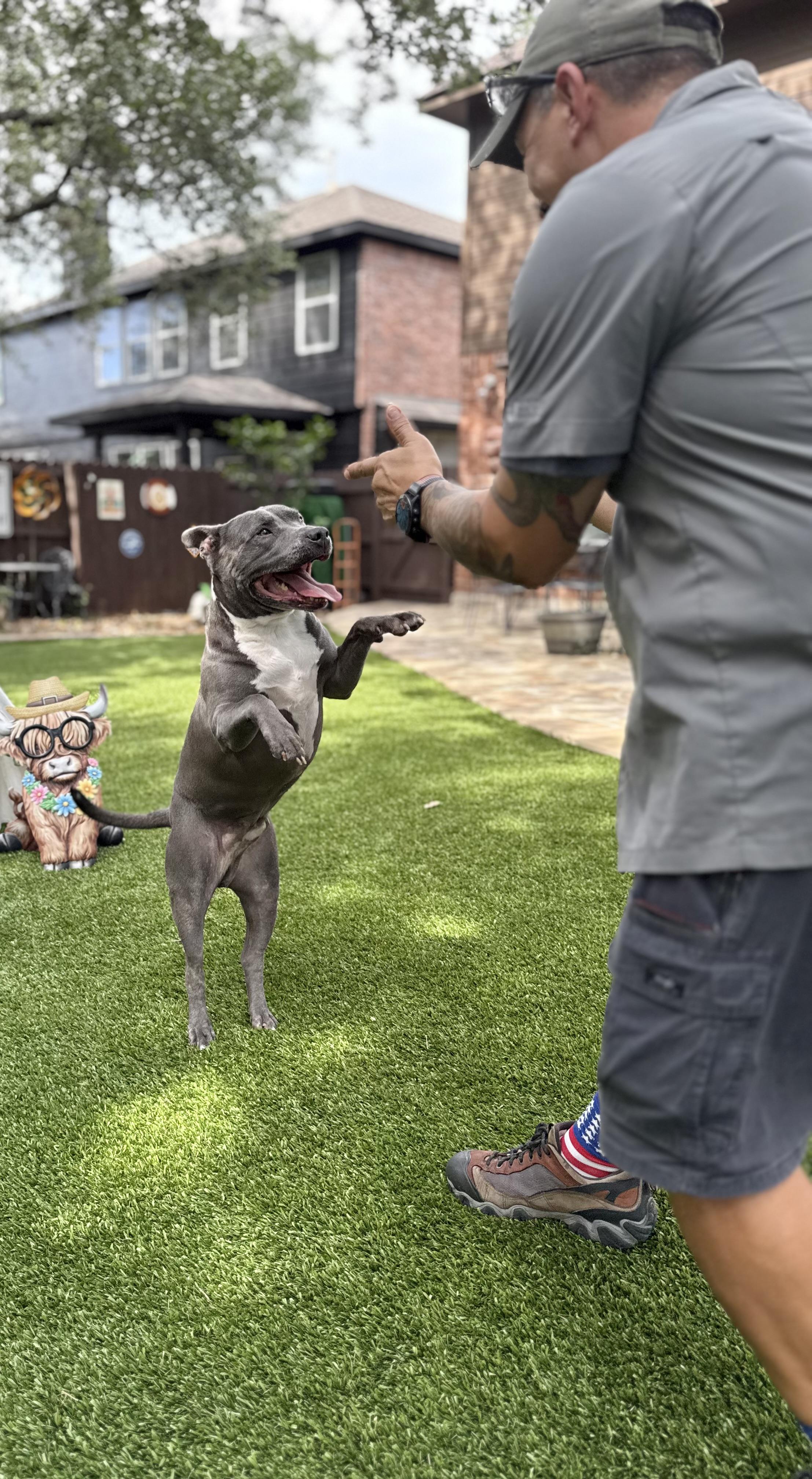 Enlarge Diesel, a Adoptable American Staffordshire Terrier in Mico, TX image 2/5