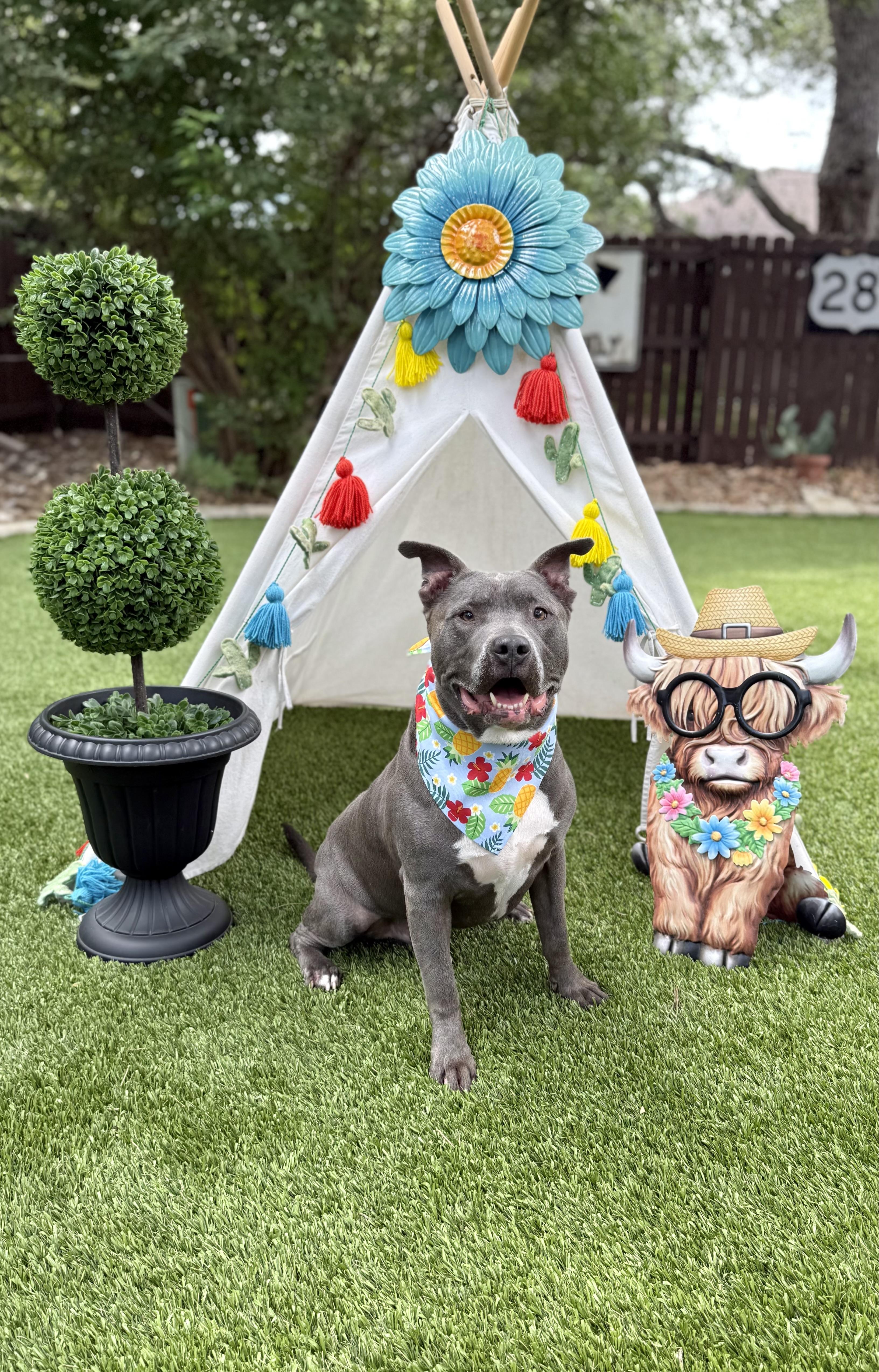 Enlarge Diesel, a Adoptable American Staffordshire Terrier in Mico, TX image 1/5