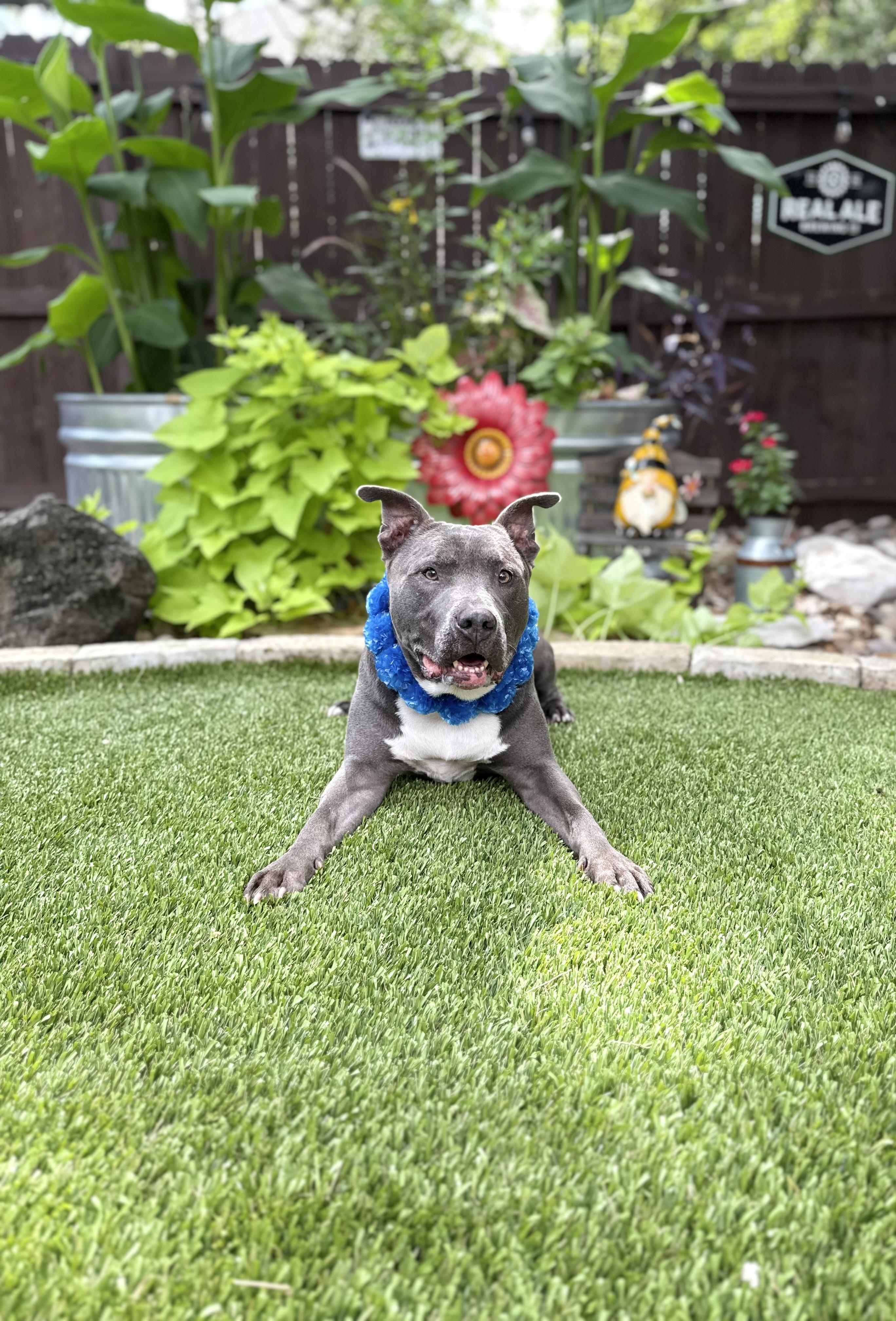 Enlarge Diesel, a Adoptable American Staffordshire Terrier in Mico, TX image 3/5