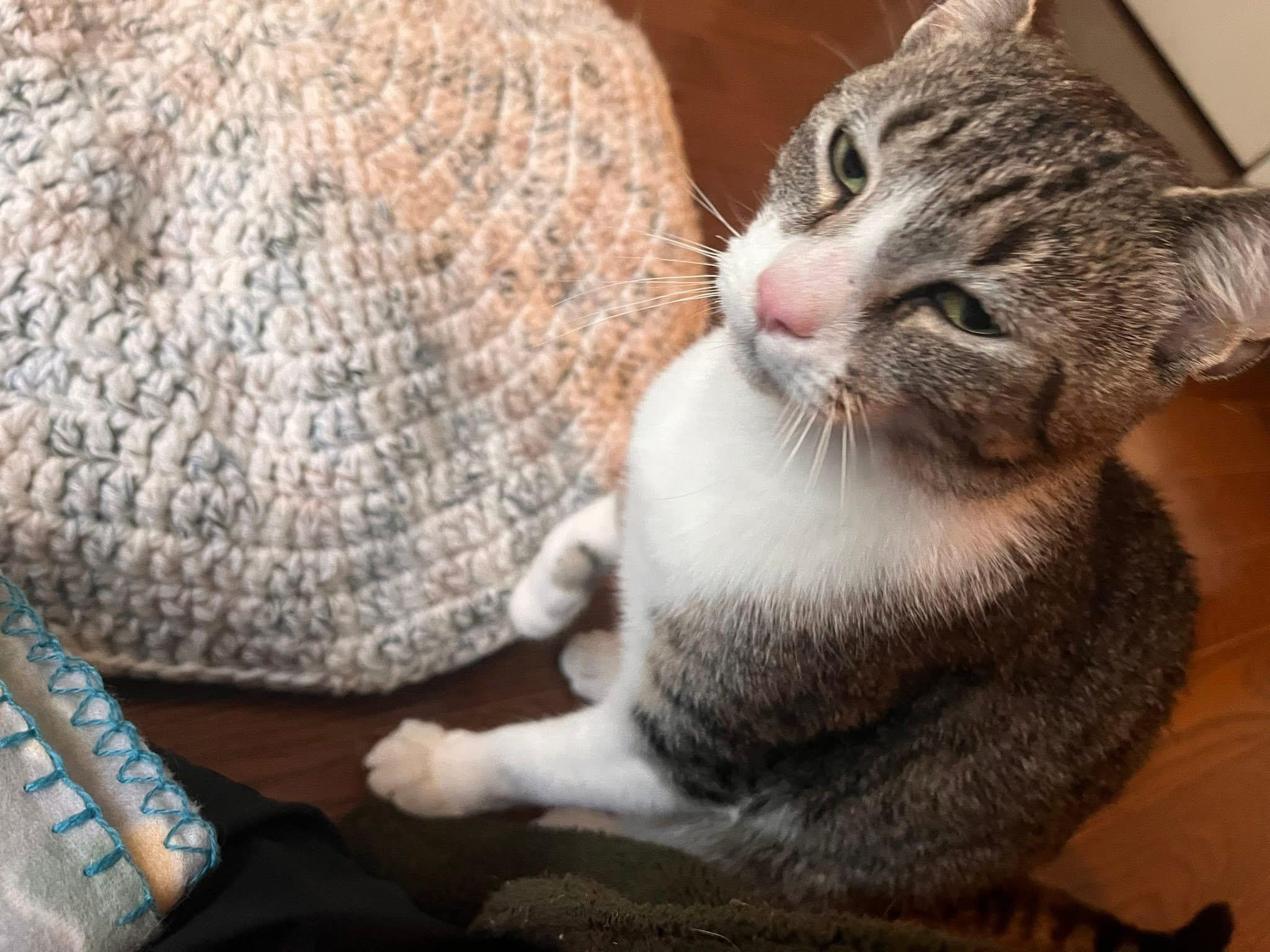 Sally , an adopted Domestic Short Hair in Enfield, CT image 3/5