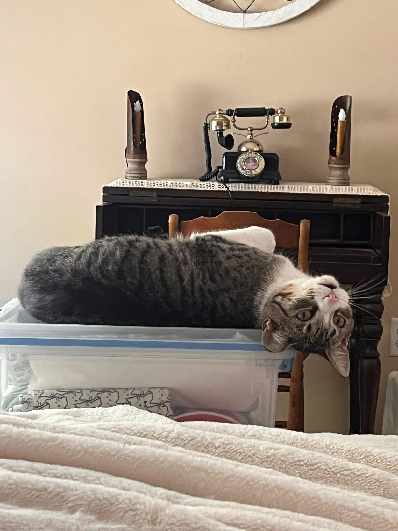 Sally , an adopted Domestic Short Hair in Enfield, CT image 5/5