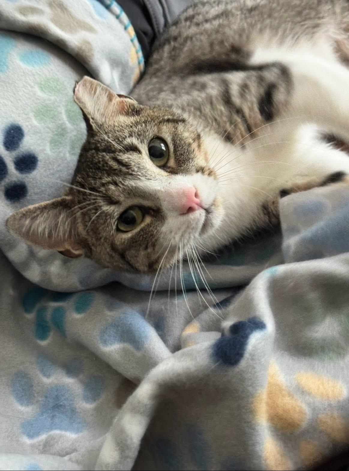 Sally , an adopted Domestic Short Hair in Enfield, CT image 1/5
