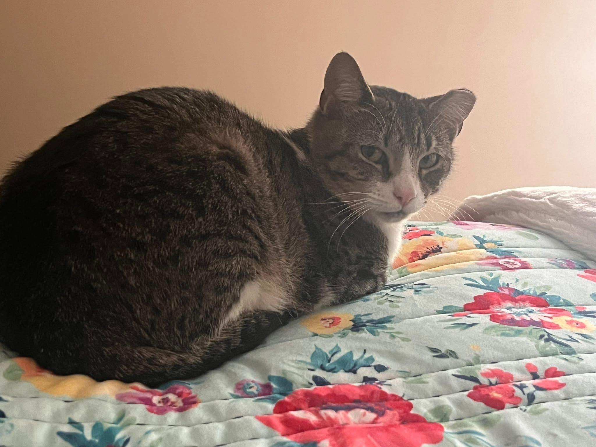 Sally , an adopted Domestic Short Hair in Enfield, CT image 4/5