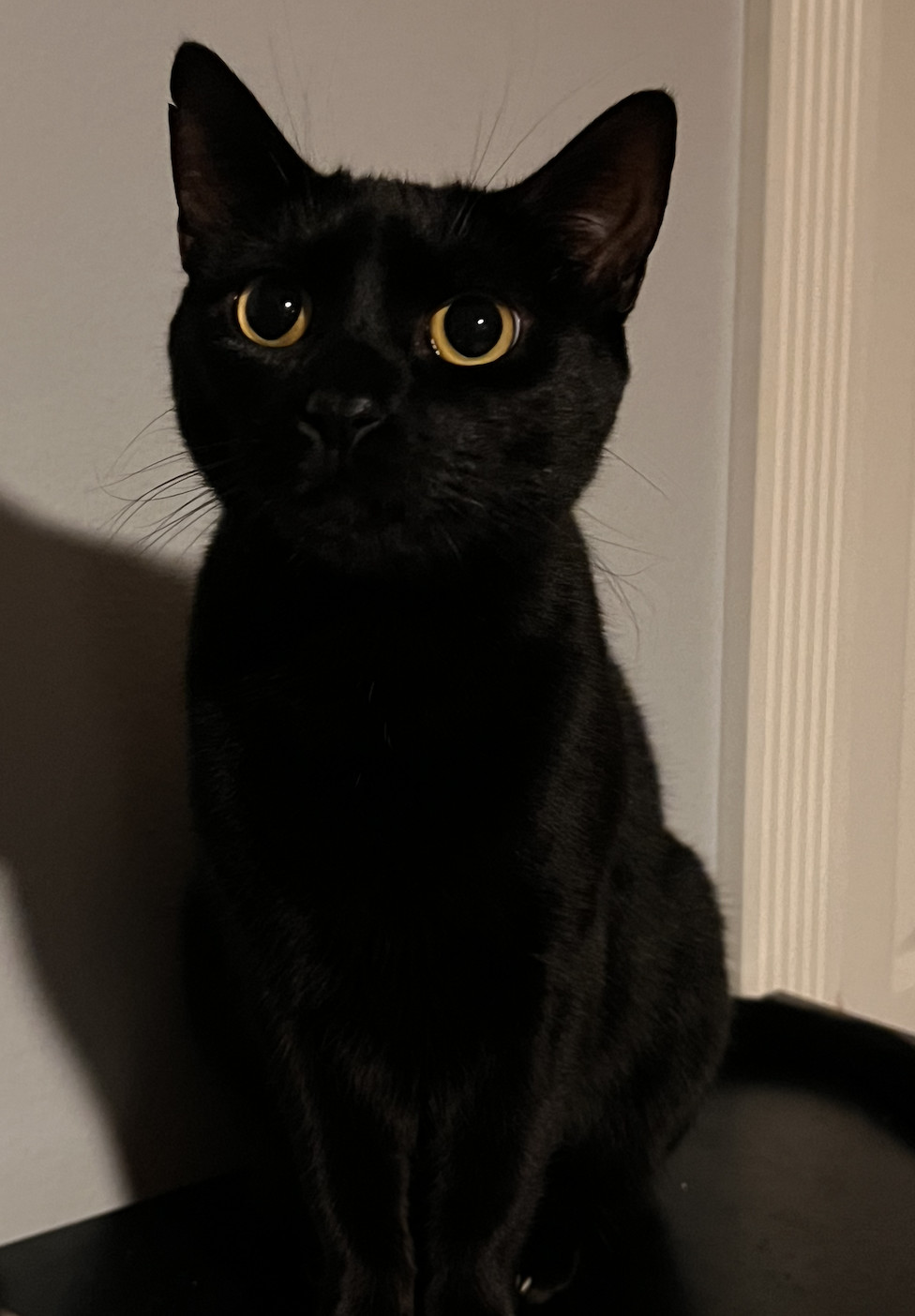 Bast, an adoptable Domestic Short Hair, Bombay in Kissimmee, FL, 34744 | Photo Image 2