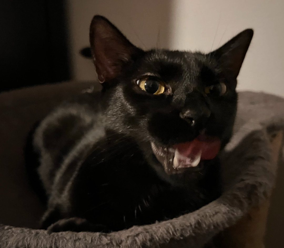 Bast, an adoptable Domestic Short Hair, Bombay in Kissimmee, FL, 34744 | Photo Image 4