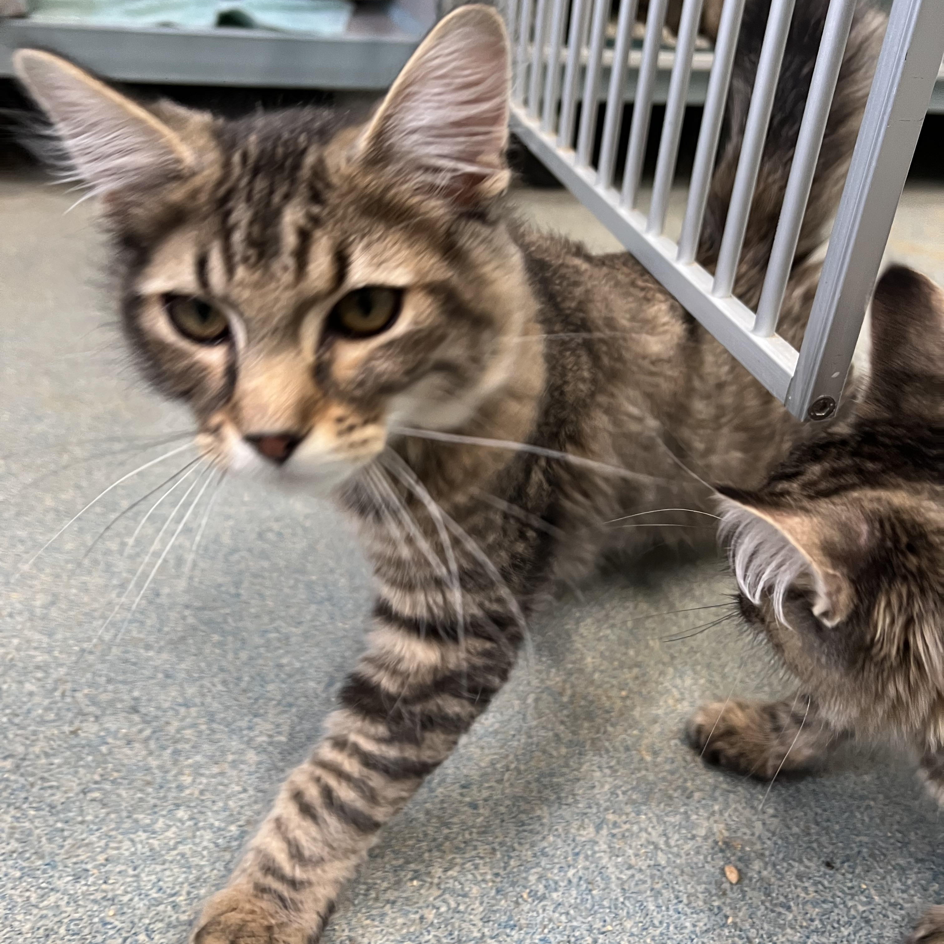 Enlarge Travis, an adopted Domestic Medium Hair in Berryville, VA image 1/1