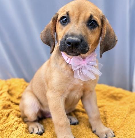 Enlarge Karen, a Adoptable mixed breed in Jackson, MI image 6/6