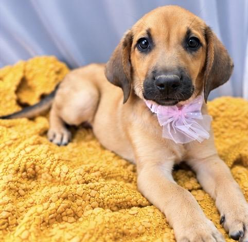 Karen, Adoptable, Puppy Female Hound & Beagle.