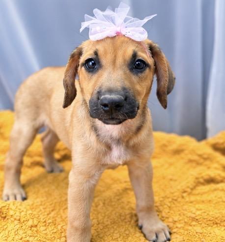 Enlarge Karen, a Adoptable mixed breed in Jackson, MI image 5/6