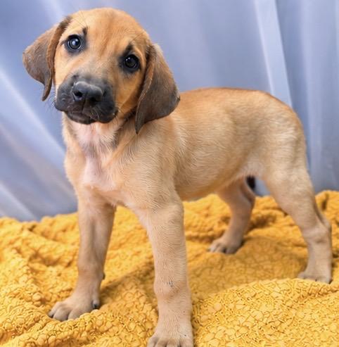 Enlarge Karen, a Adoptable mixed breed in Jackson, MI image 3/6