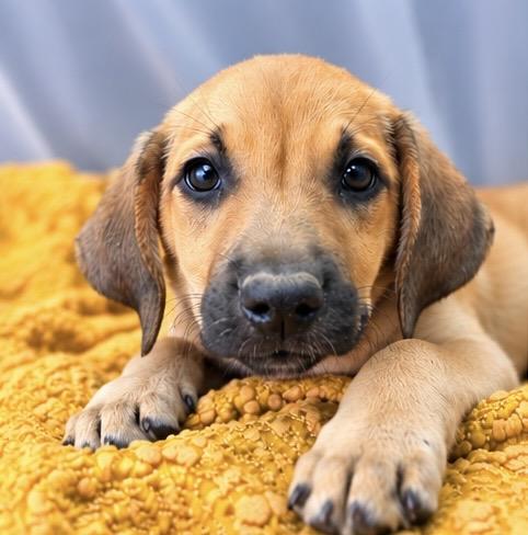 Enlarge Karen, a Adoptable mixed breed in Jackson, MI image 2/6