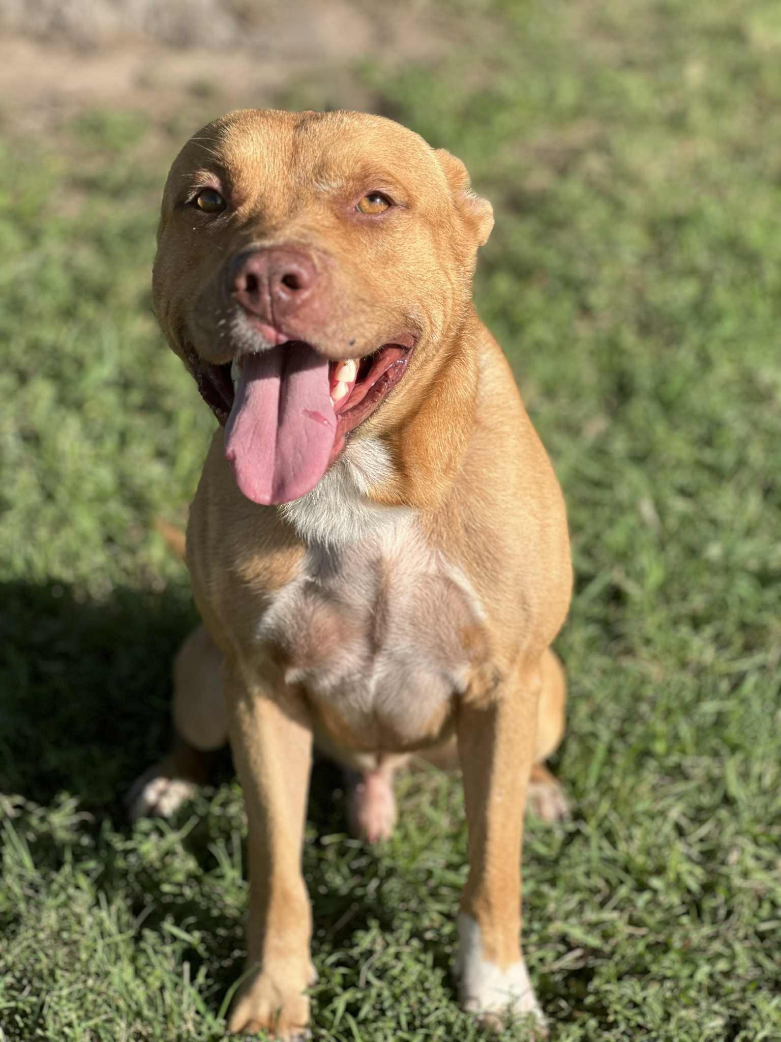 Enlarge Brown Gravy, a Adoptable mixed breed in Cleburne, TX image 1/4