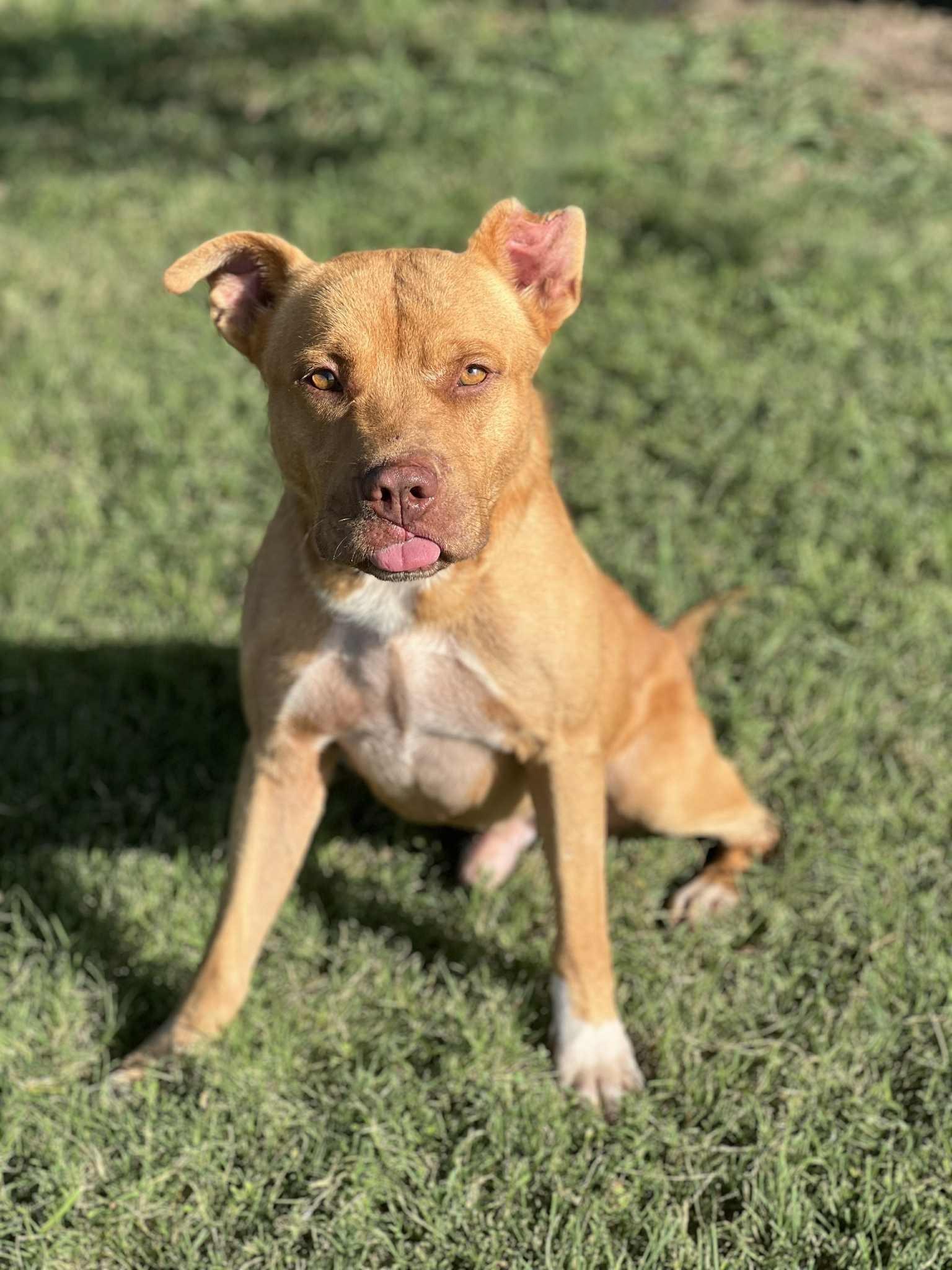 Enlarge Brown Gravy, a Adoptable mixed breed in Cleburne, TX image 2/4