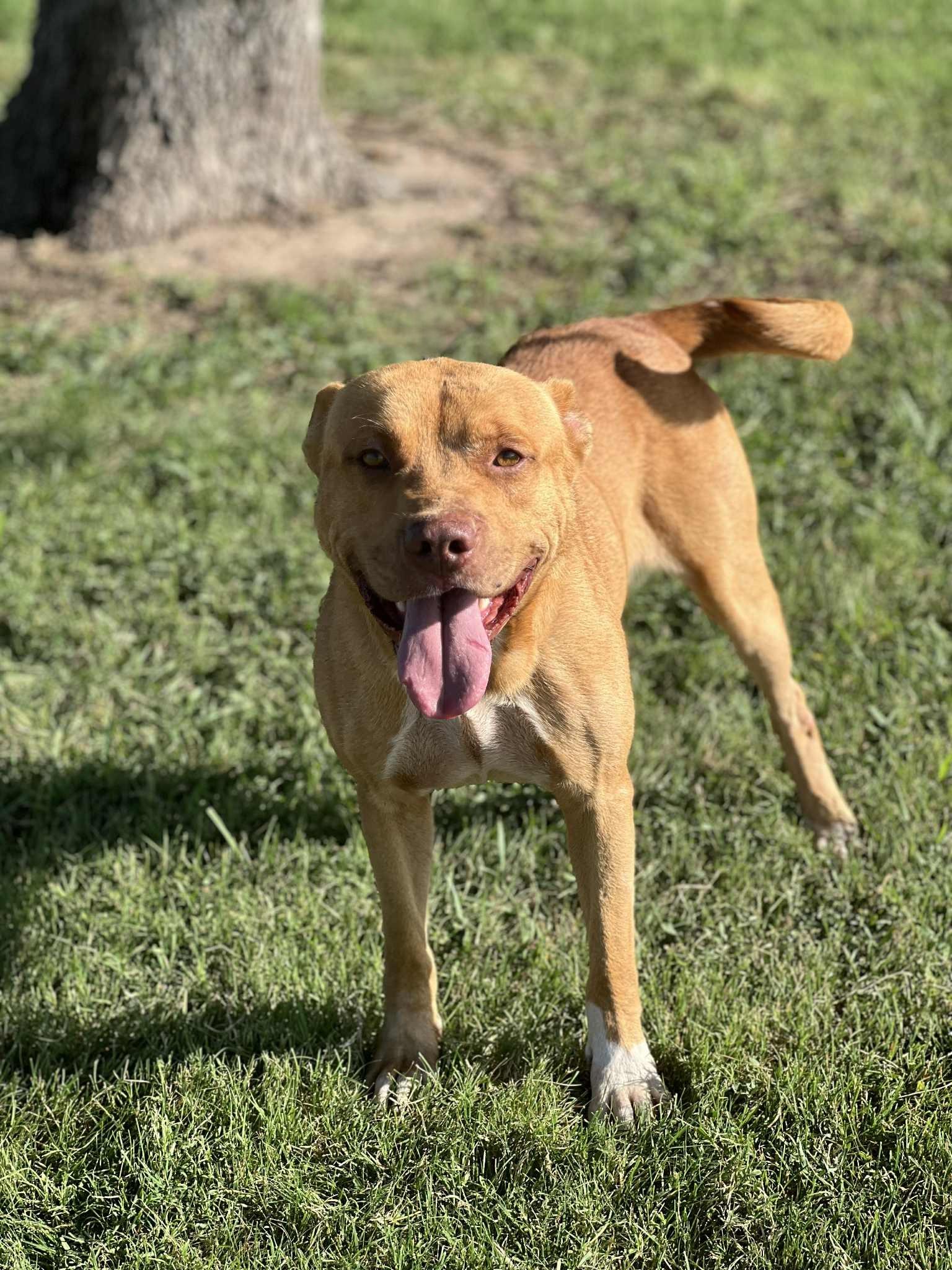 Enlarge Brown Gravy, a Adoptable mixed breed in Cleburne, TX image 3/4